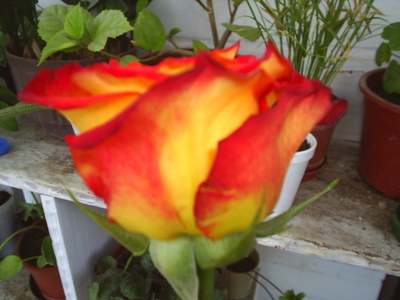 S4010010.JPG