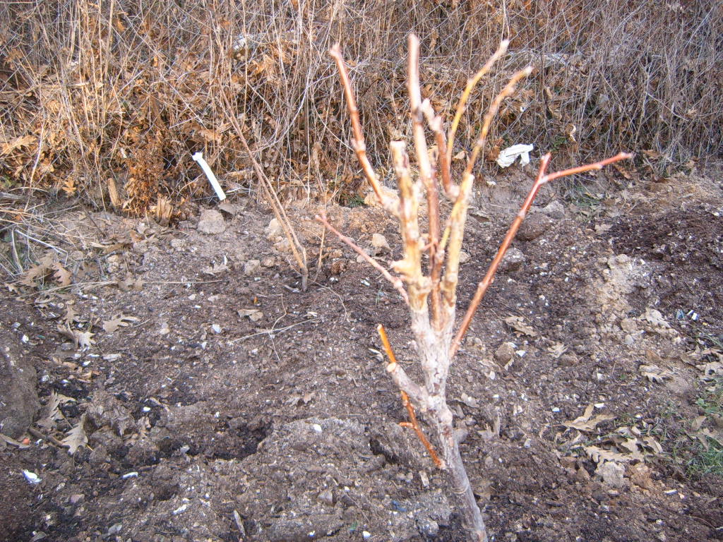 s4300011.jpg