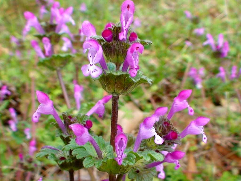 S4718.jpg
