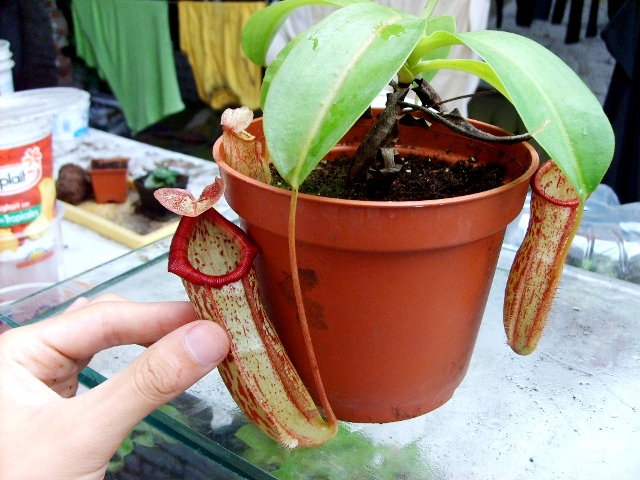 S5003439.JPG