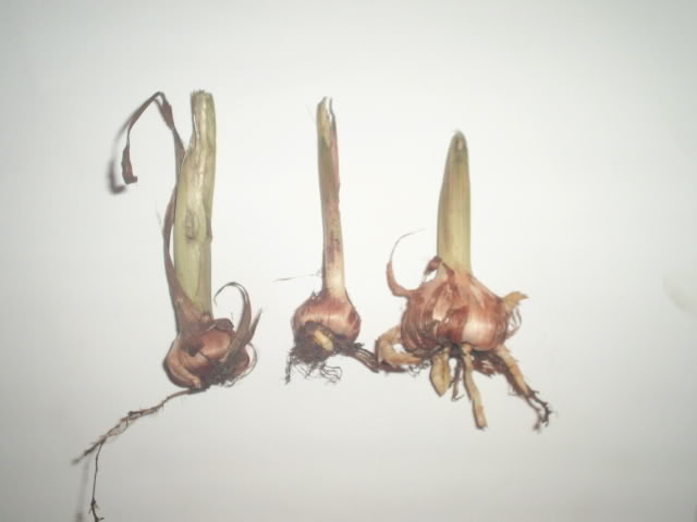 S5021505.jpg