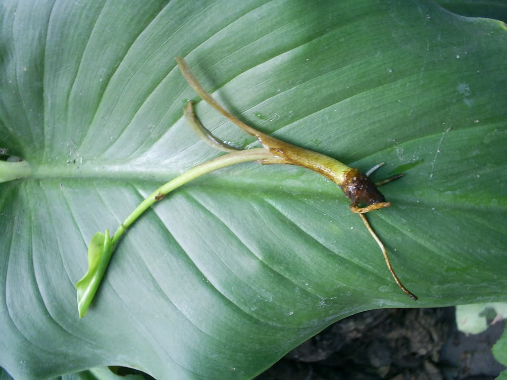 S5021592.jpg