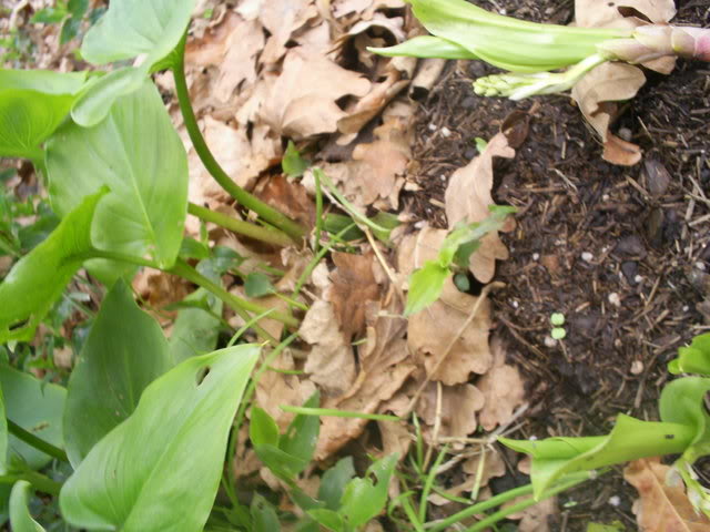 S5022161.jpg