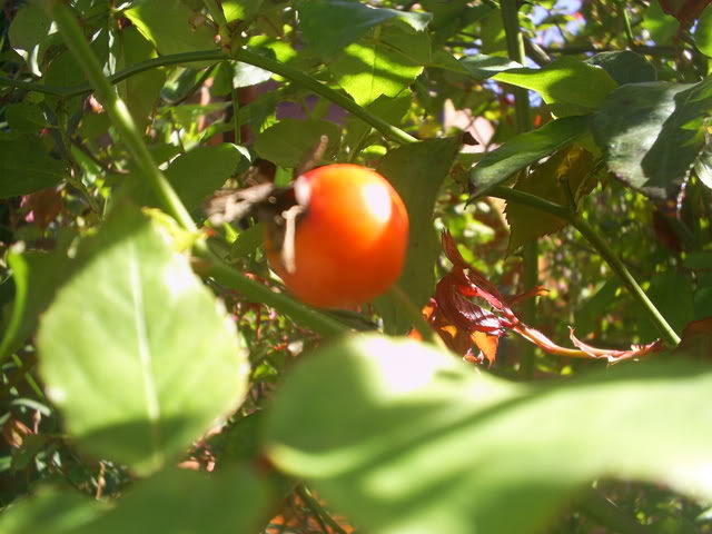 S5022333.jpg