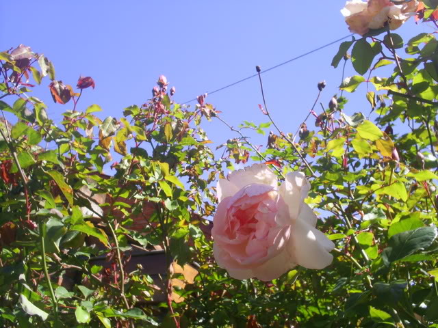 S5022334.jpg