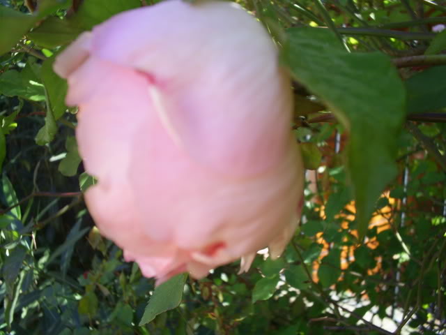 S5022383.jpg