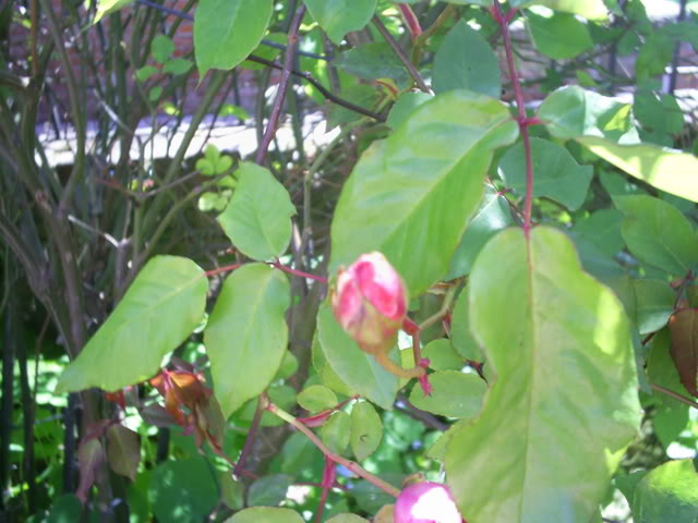 S5022385.jpg
