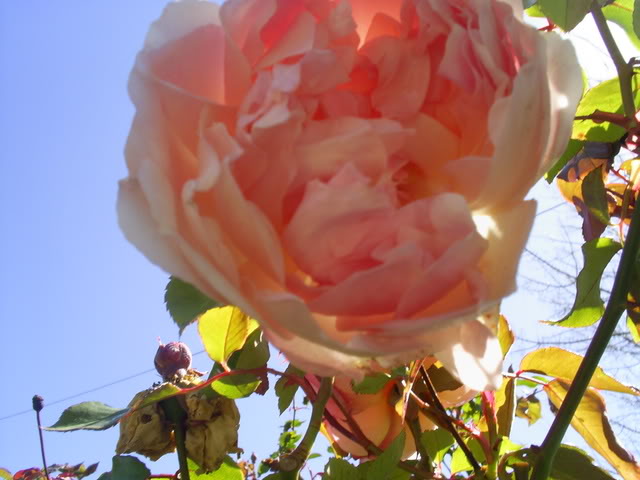 S5022386.jpg