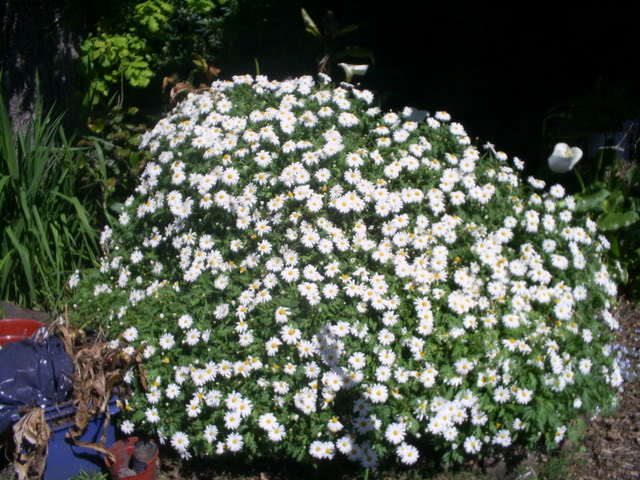 S5022457.jpg