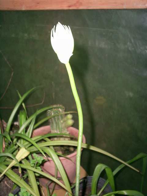 S5022521.jpg