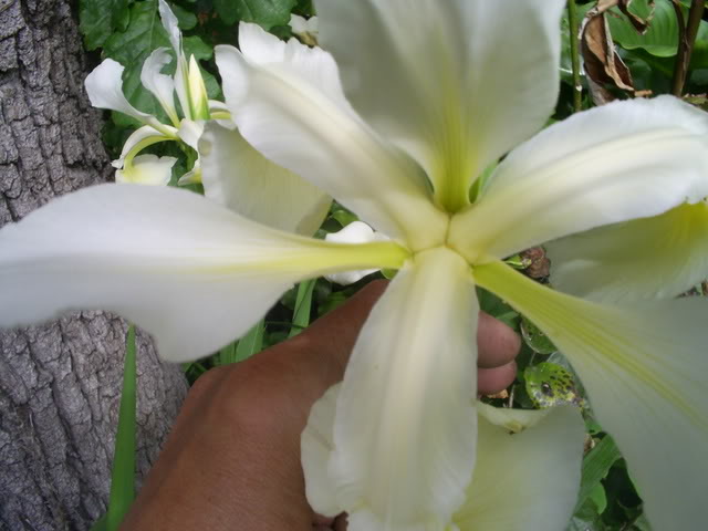 S5022551.jpg