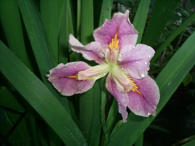 S5022559.jpg