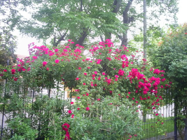 S5022764.jpg