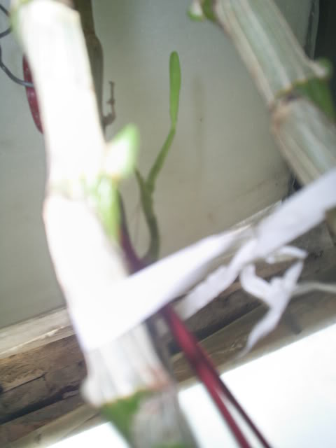 S5023350.jpg