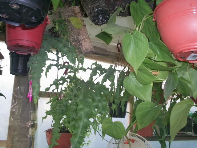 S5023361.jpg