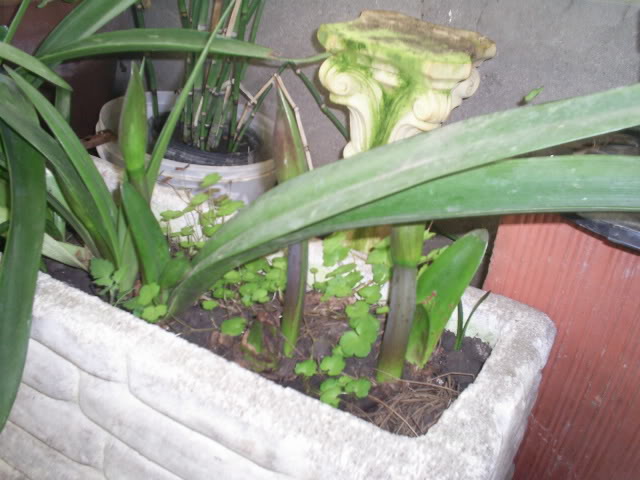 S5023754.jpg