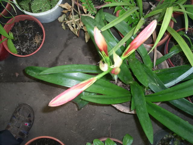 S5023755.jpg
