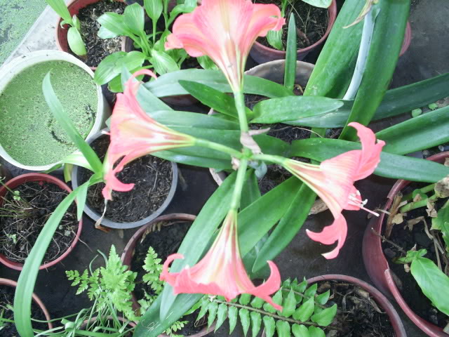 S5023772.jpg