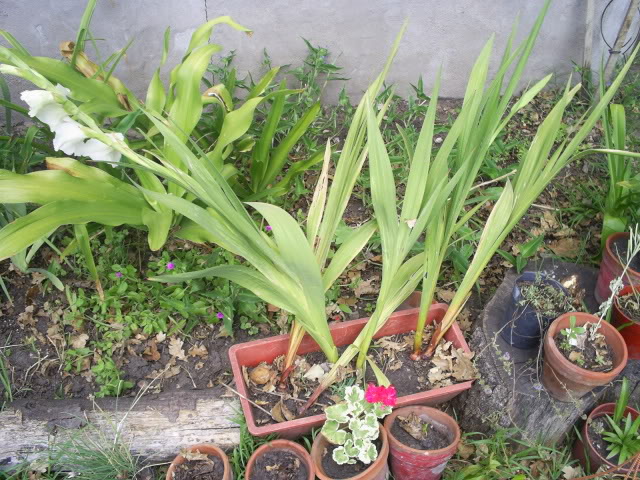 S5024125.jpg