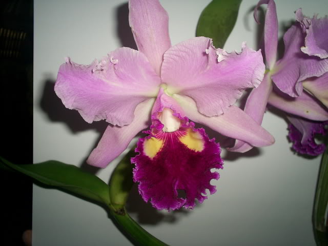 S5024618.jpg