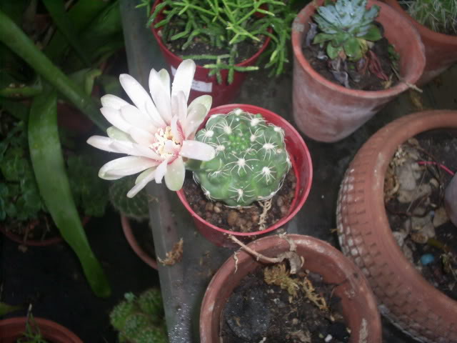 S5026221.jpg