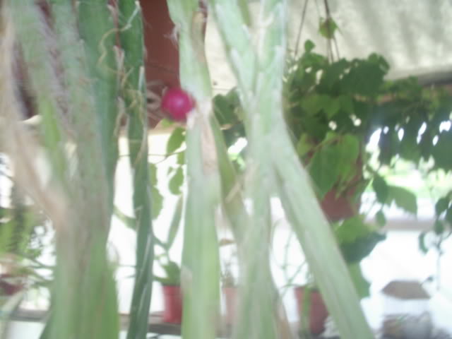 S5026231.jpg