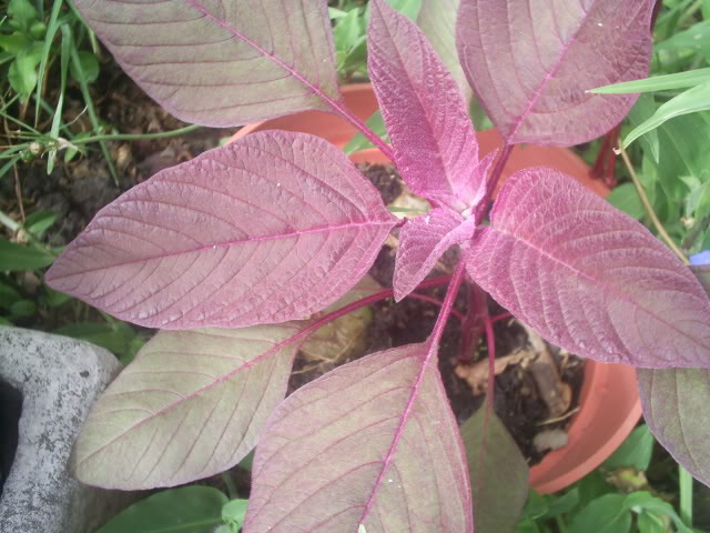 S5026238.jpg