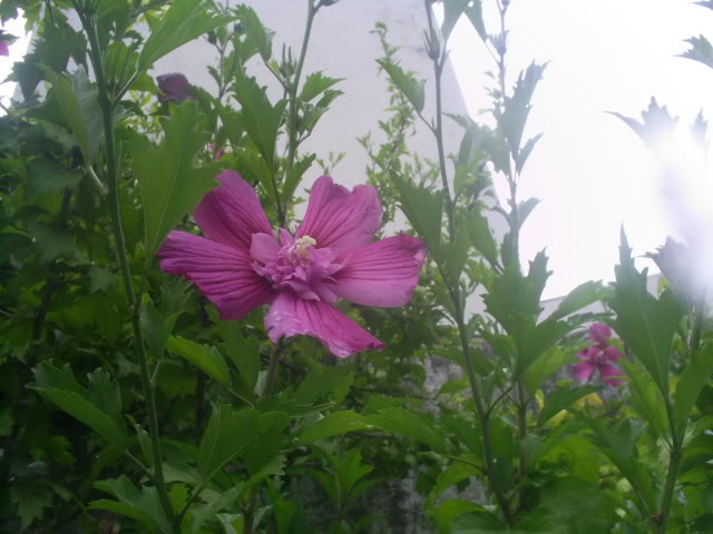 S5026246.jpg