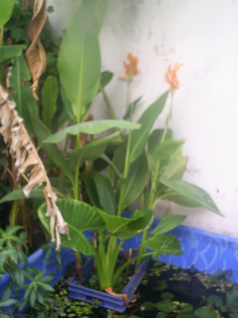 S5026248.jpg