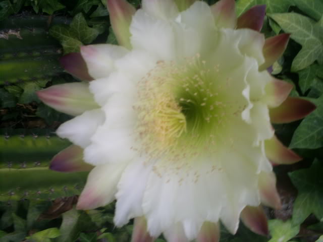 S5026325.jpg