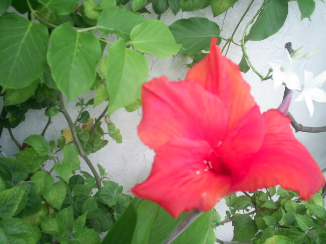 S5026390.jpg