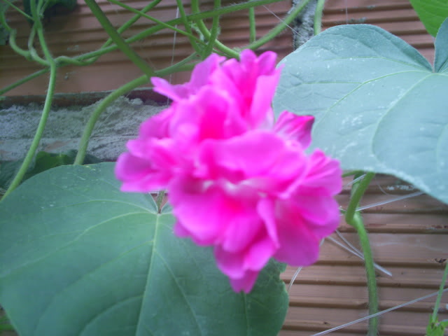 S5026440.jpg