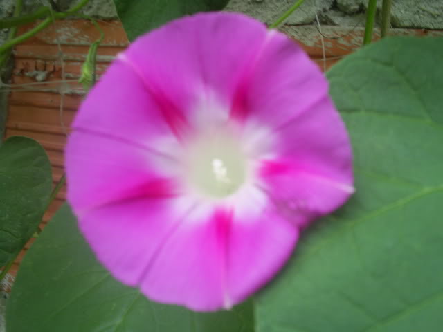 S5026442.jpg