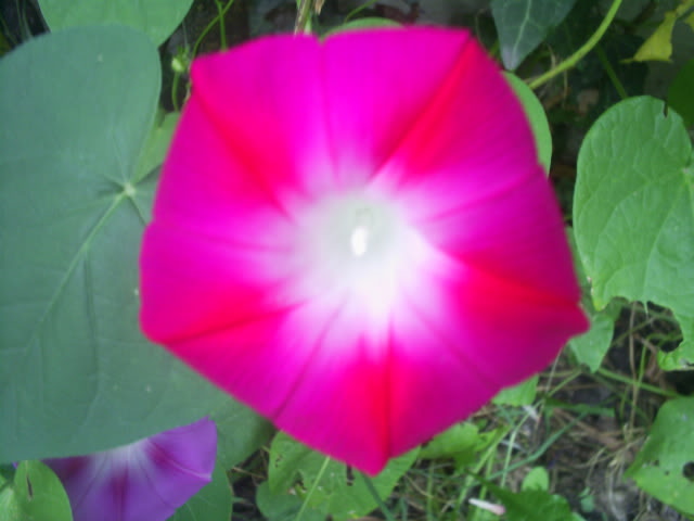 S5026443.jpg