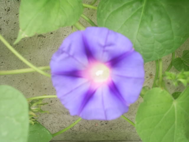 S5026444.jpg