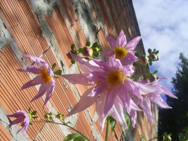 S5026646.jpg