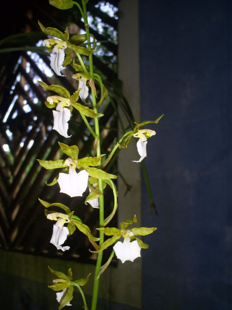 S5030067.jpg