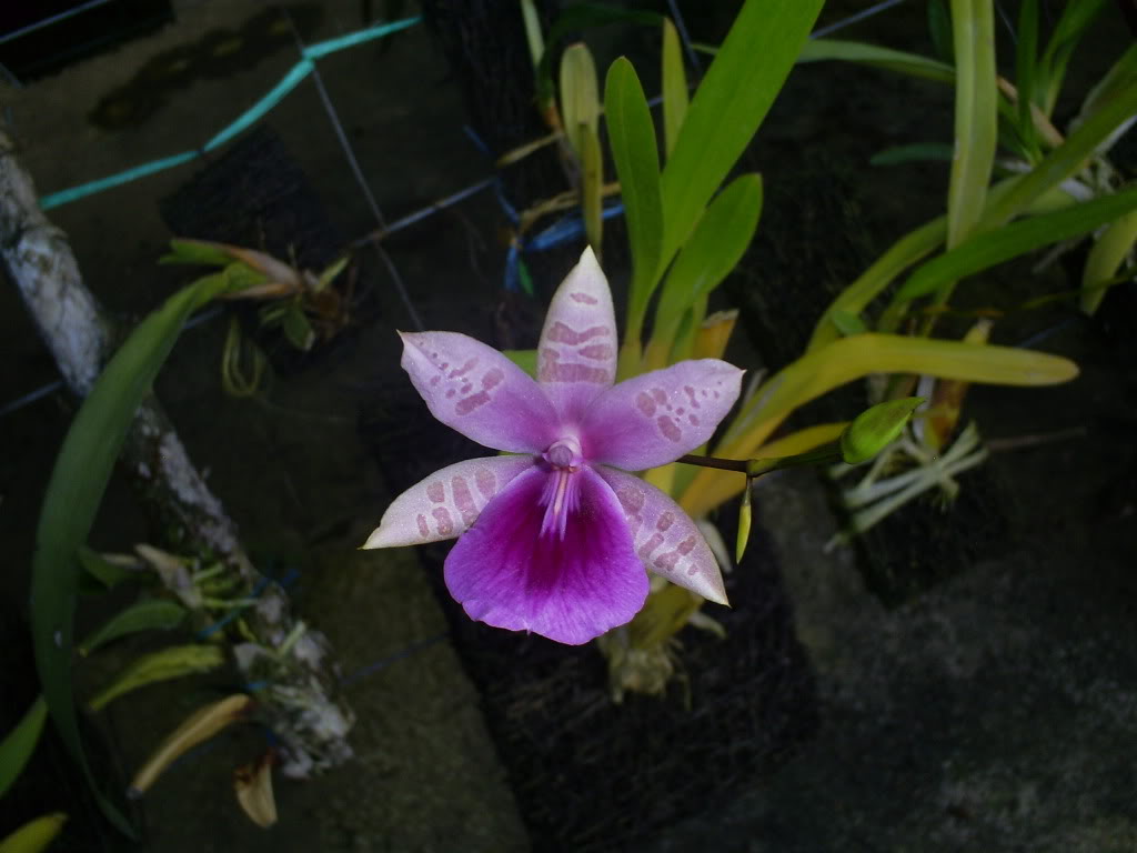 S5030078.jpg