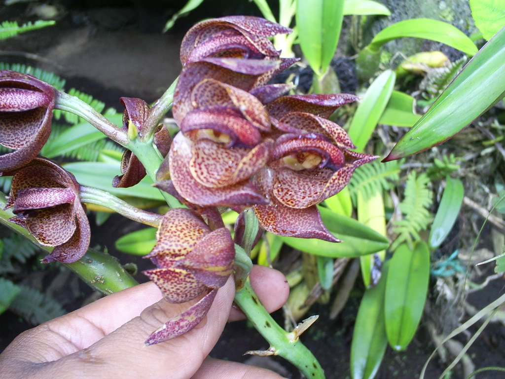 S5030191.jpg
