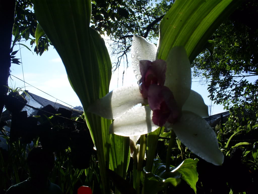 S5030743.jpg
