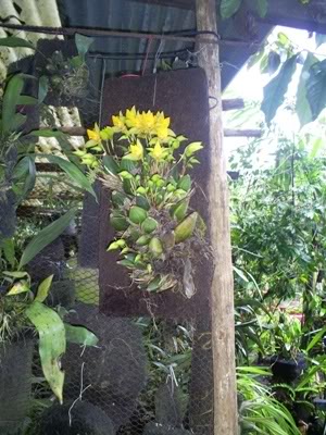 S5033726.jpg