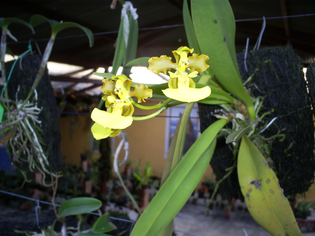 S5037255.jpg