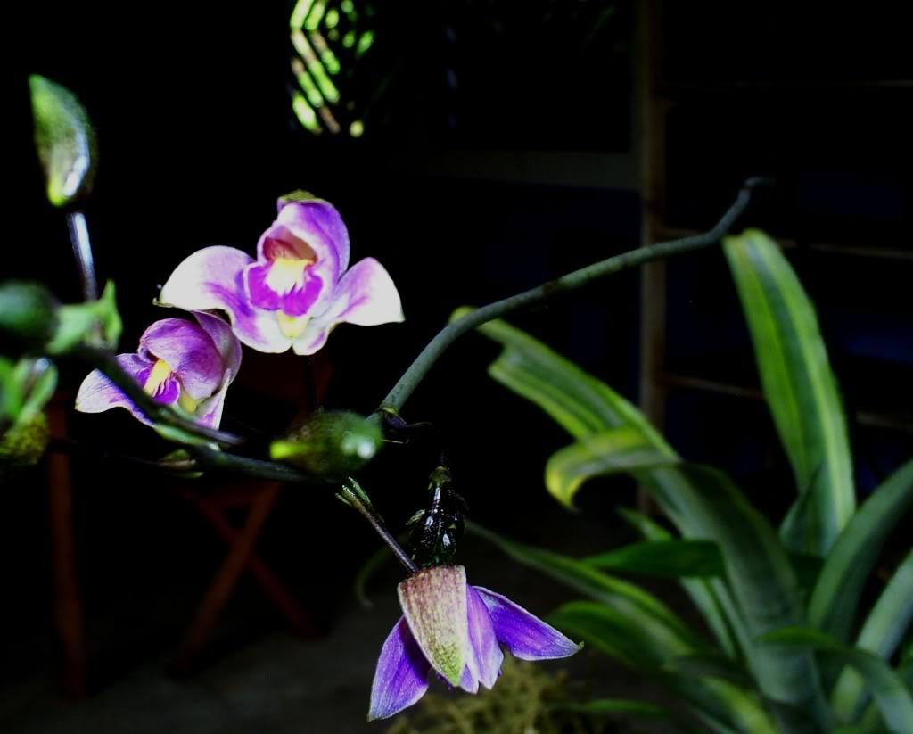 S5037499.jpg