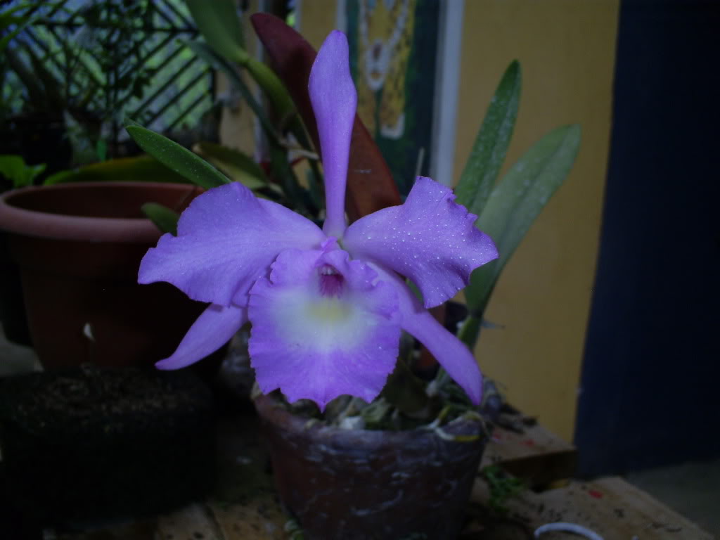 S5038097.jpg