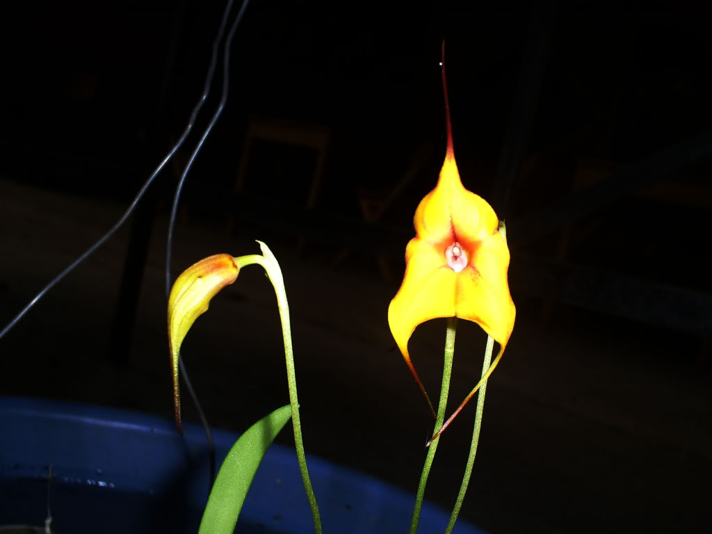 S5038103.jpg