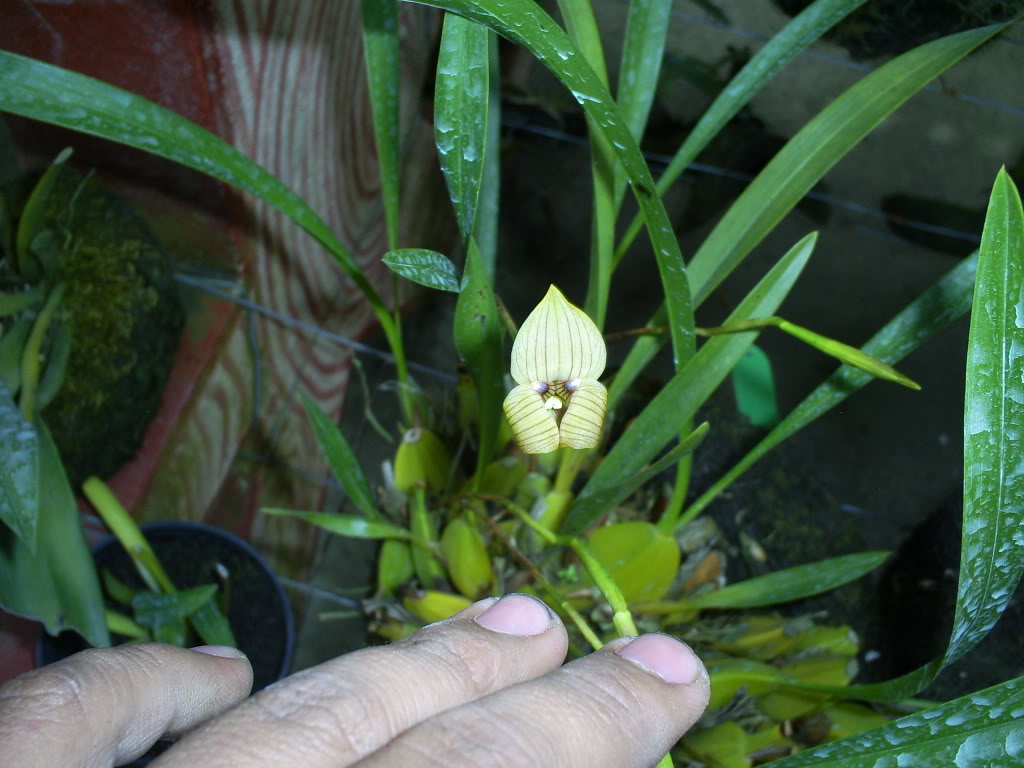 S5038118.jpg
