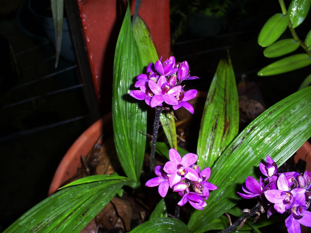 S5038487.jpg