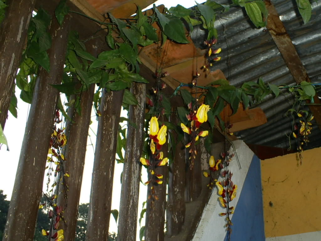S5038501.jpg