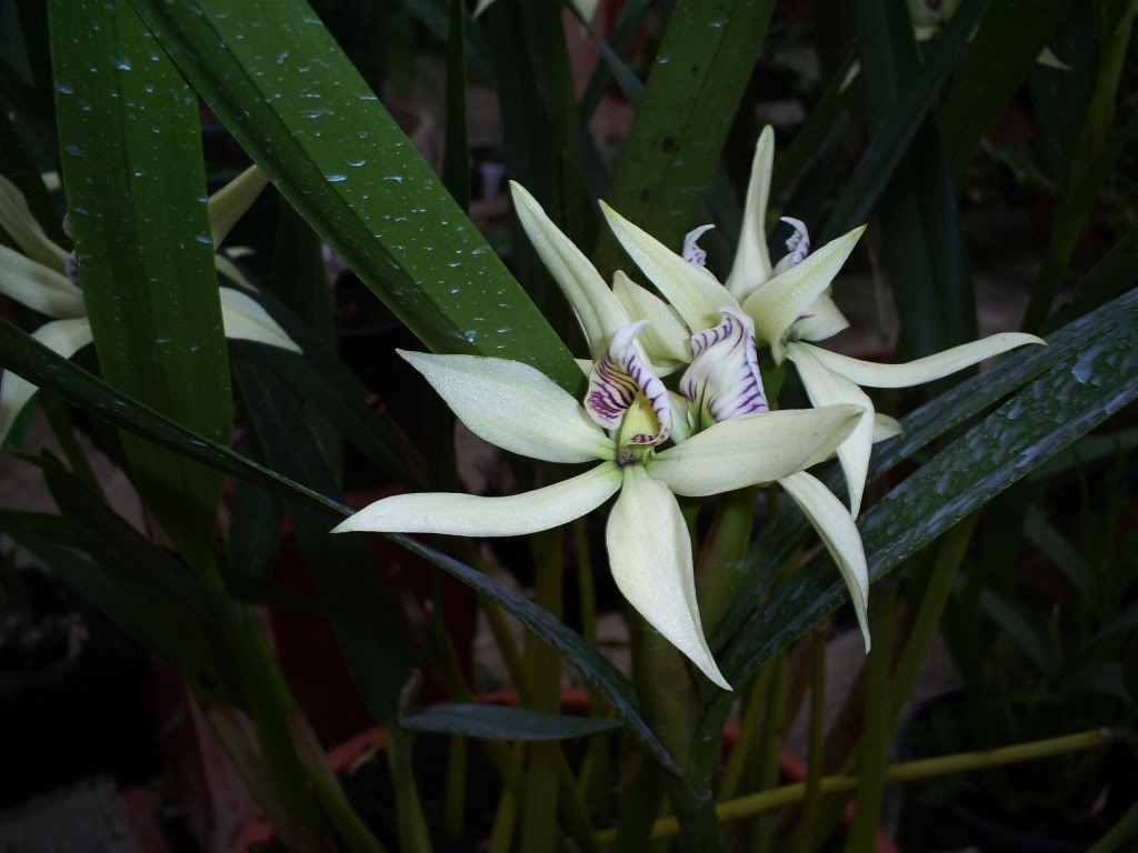 S5039317.jpg