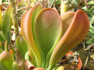 s5340.jpg